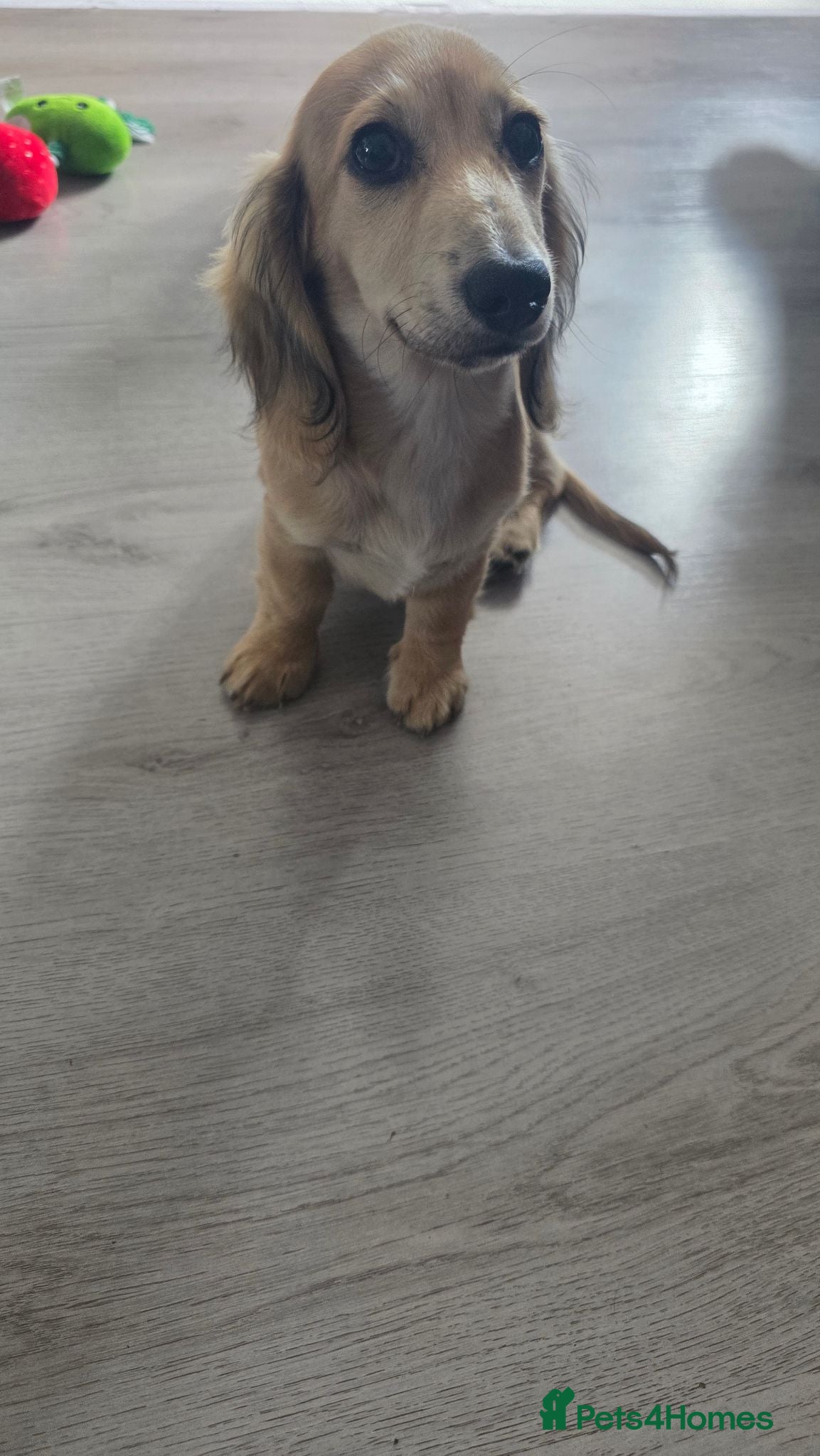 Miniature Dachshund dogs Beautiful longhaired cream mini dachshund - Advert 2
