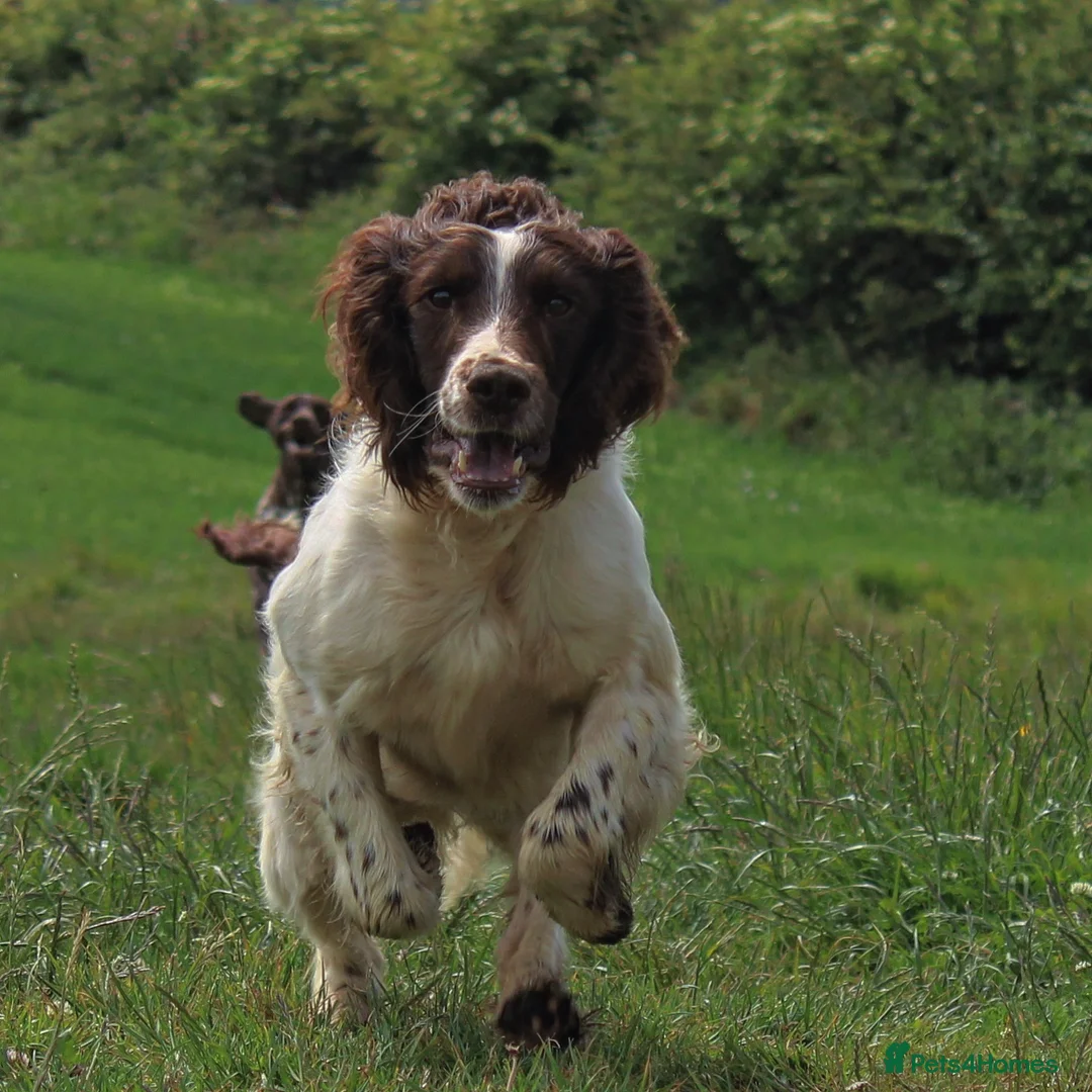 English Springer Spaniel dogs for stud: Field Trial Winner Ribblebrook Rocky @ Stud - Advert 2