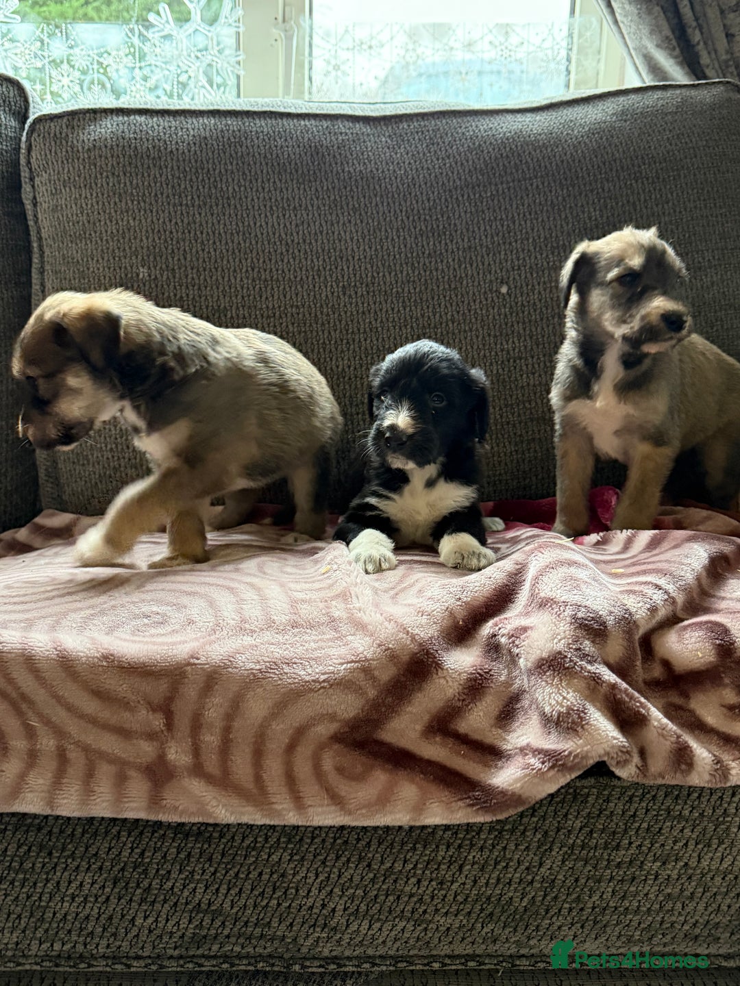 Lurcher dogs for sale: Beautiful woolly coated lurcher pups  - Advert 12