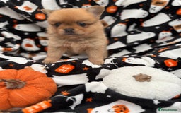 Mixed Breed dogs for sale: NEW BREED! Pomeranian x FULL FLUFFY FRENCHIE  - Image 10