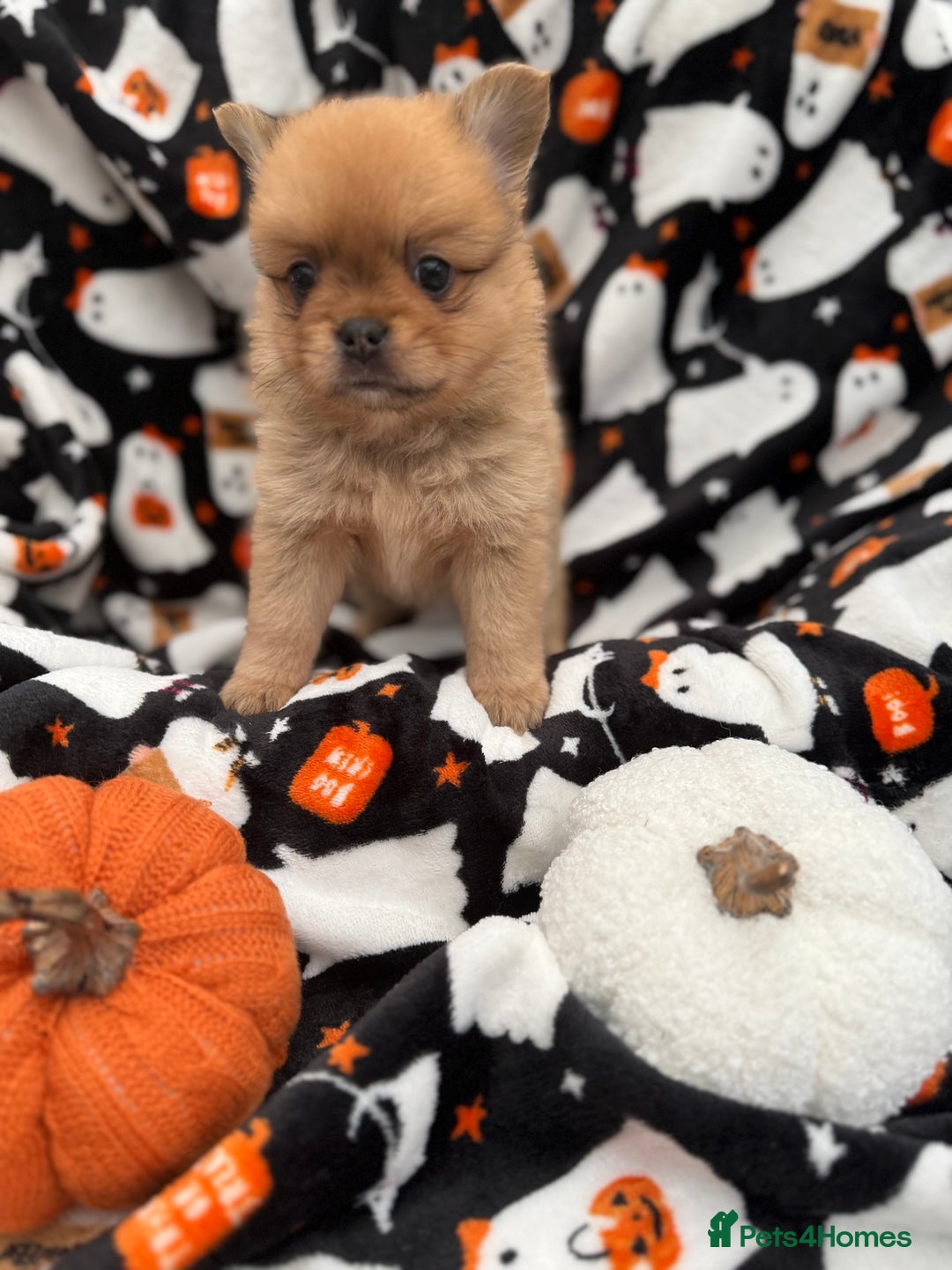 Mixed Breed dogs for sale: NEW BREED! Pomeranian x FULL FLUFFY FRENCHIE  - Image 10