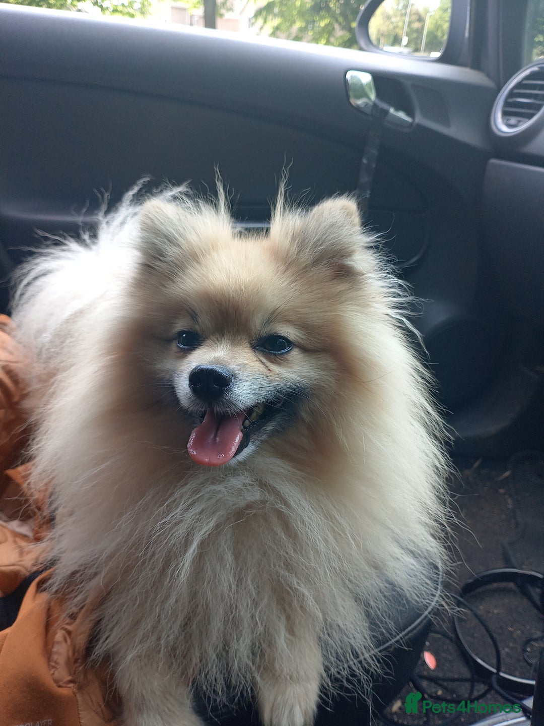 Pomeranian dogs for stud: Pomeranian Stud - Image 5