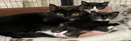 Mixed Breed cats for sale: 2 beautiful boy kittens - Advert 2