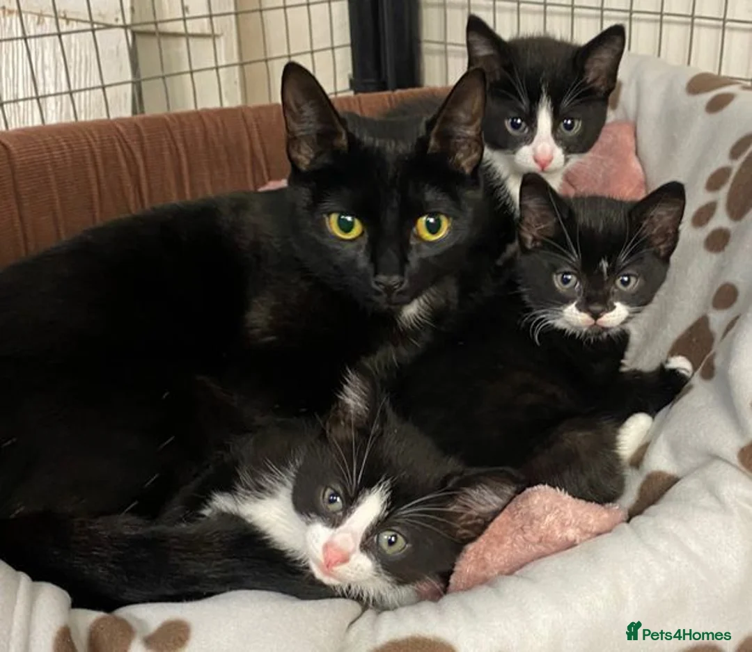 Mixed Breed cats for sale: 2 beautiful boy kittens - Advert 2