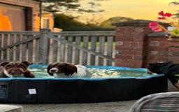 English Bulldog dogs for sale: 💕 Beautiful English Bulldog - Image 8