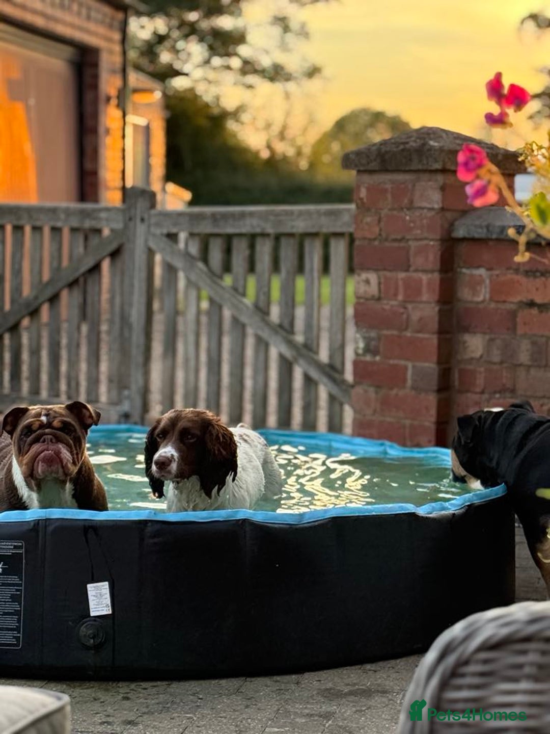 English Bulldog dogs for sale: 💕 Beautiful English Bulldog - Image 8