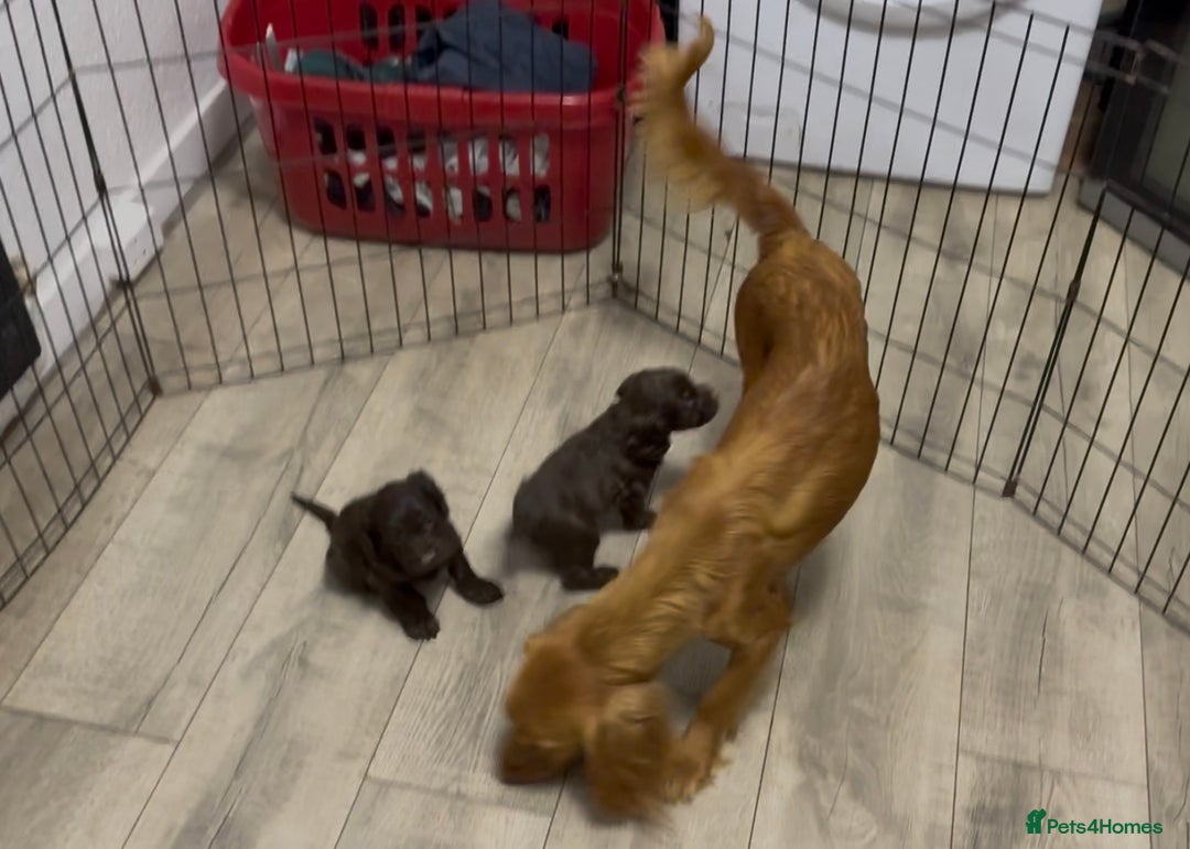 Cockapoo dogs for sale: Lovely Healthy Chocolate Cockapoos Pups - Image 7