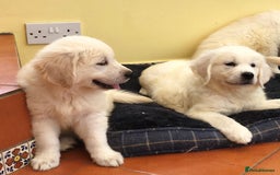 Golden Retriever dogs for sale: Home bred Chunky cream Goldie pups - Image 25