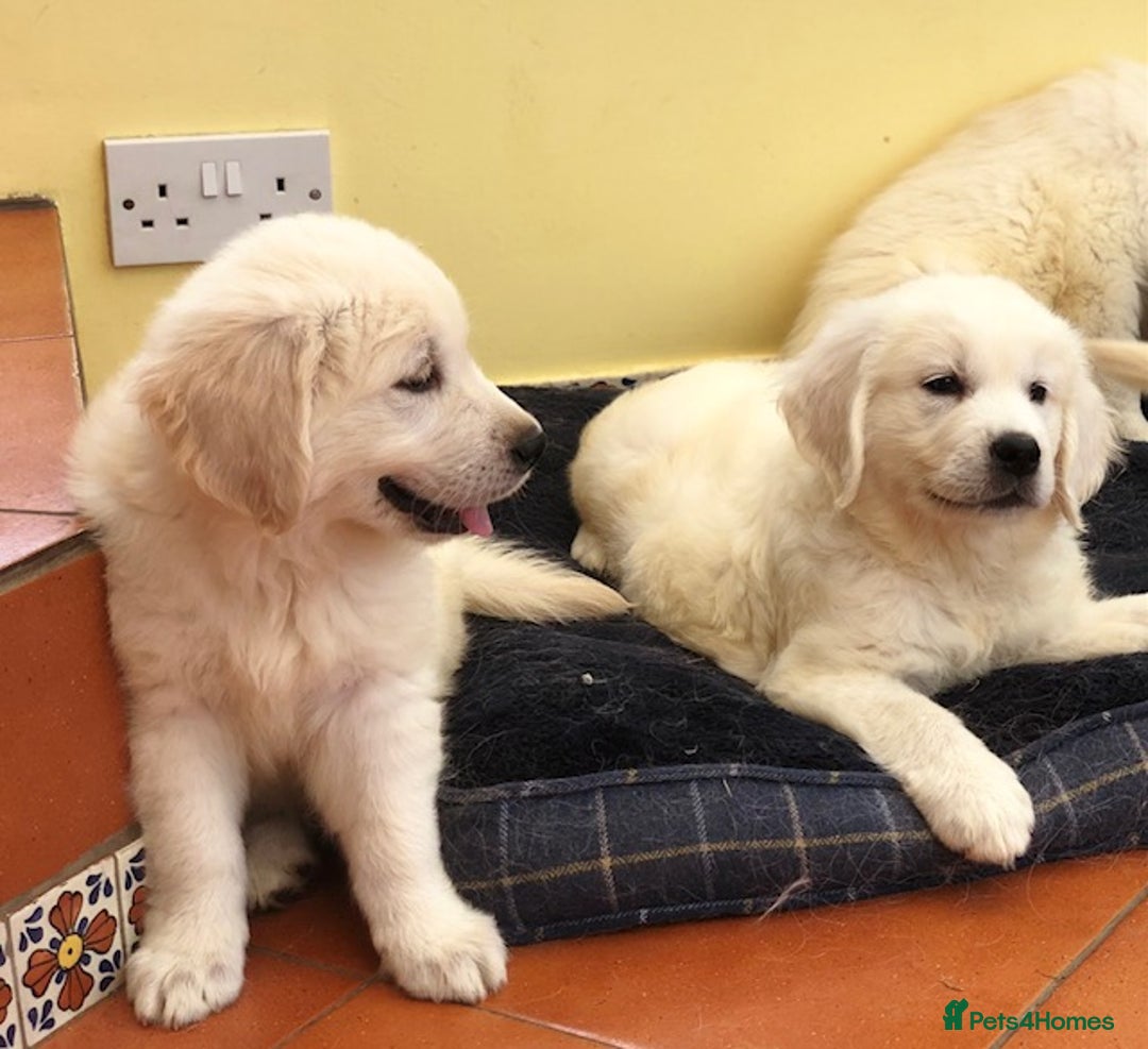 Golden Retriever dogs for sale: Home bred Chunky cream Goldie pups - Image 25