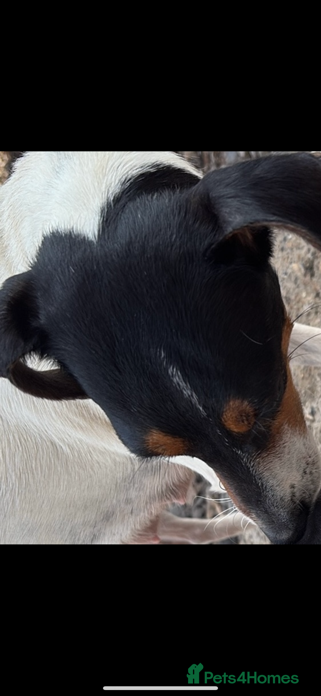Jack Russell dogs for sale: Jack Russell boy puppy ready for his new home  - Image 4