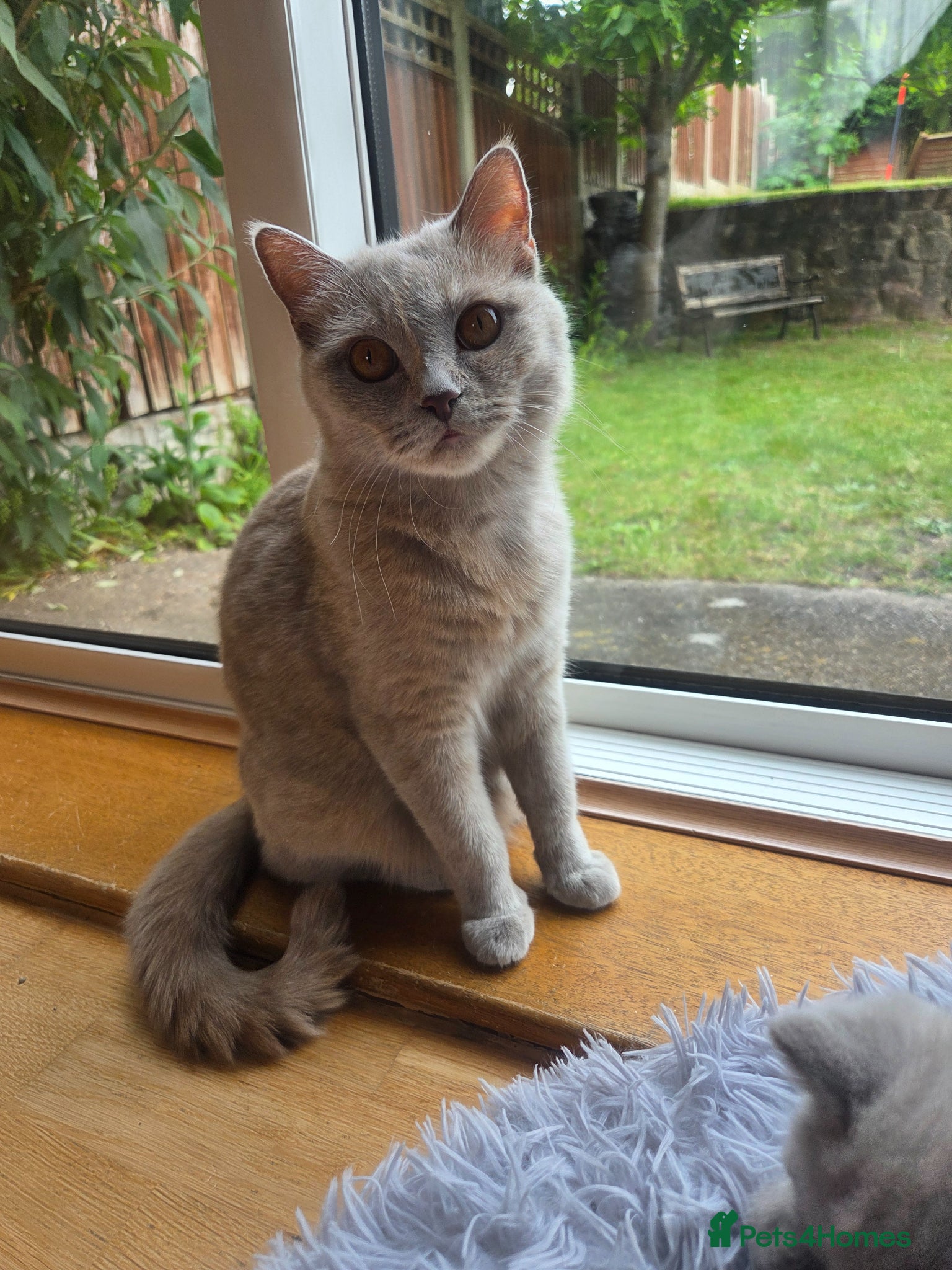 British Longhair cats for sale: Kittens blue boys and girl  in Nottingham - Advert 34