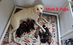 Labrador Retriever dogs for sale: Beautiful pedigree labrador puppies  - Image 1