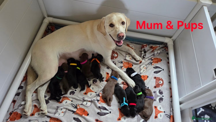 Labrador Retriever dogs - Advert 12