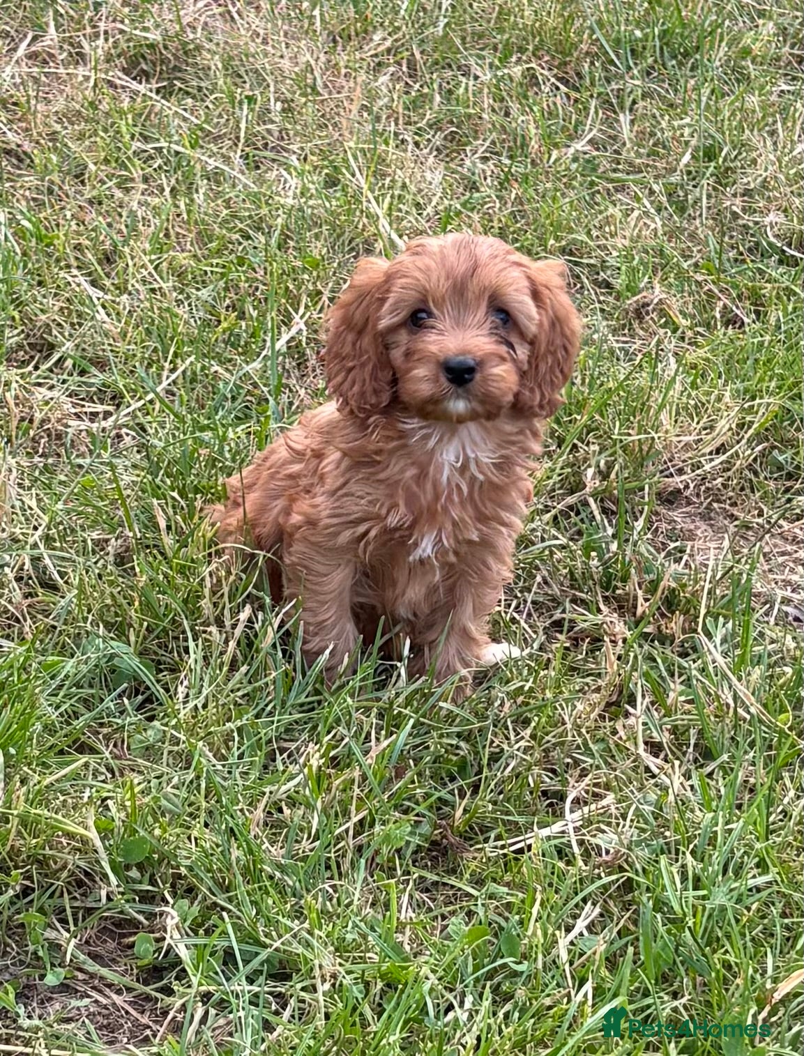 Cavapoo dogs for sale: Beautiful red girls and boys available  in Sittingbourne - Advert 8