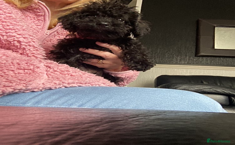 Doxiepoo dogs - Advert 1