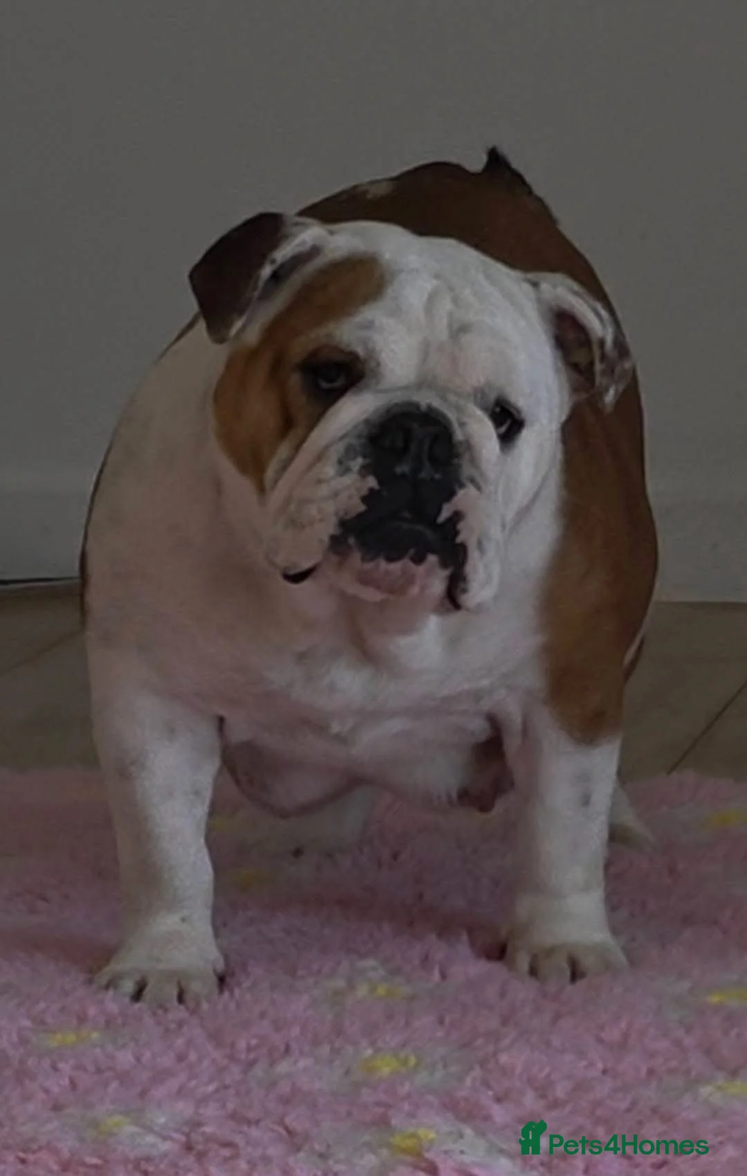 English Bulldog dogs for sale: English bulldog Bitch Pup in Doncaster - Advert 2