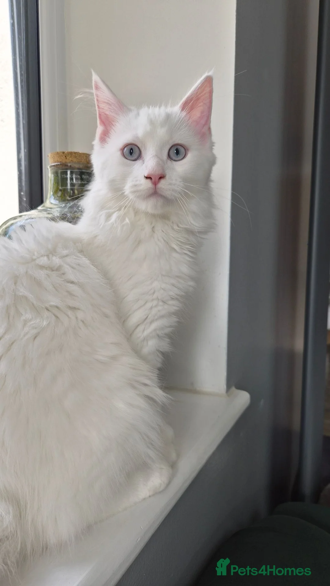 Maine Coon cats for sale: Beautiful main coon kittens for sale - Advert 2