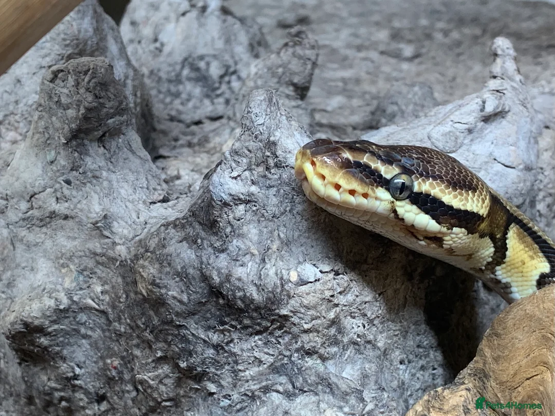 Python Snake reptiles for sale: Royal python with full setup - Advert 11