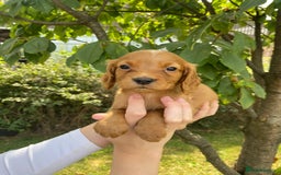 Cocker Spaniel dogs for sale: Carefully bred Kc FTW sired cocker spaniel pups,  - Image 26