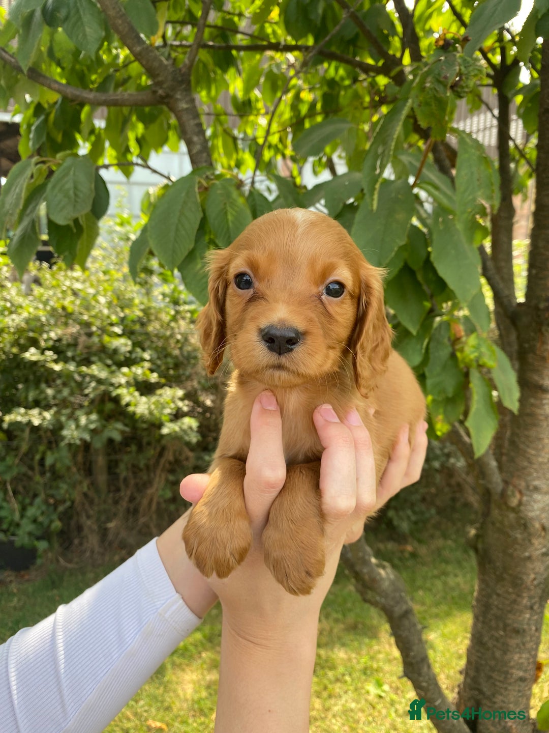 Cocker Spaniel dogs for sale: Carefully bred Kc FTW sired cocker spaniel pups,  - Image 26