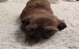 Shih Tzu dogs for sale: Shih tzu  - Image 6