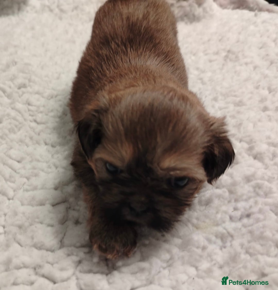 Shih Tzu dogs for sale: Shih tzu  - Image 6