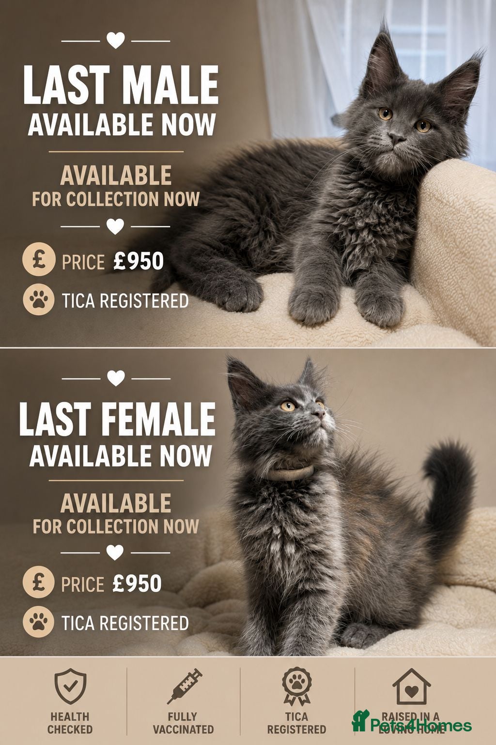 Maine Coon cats Available now! Last Two TICA Registered Maine Coon - Advert 3