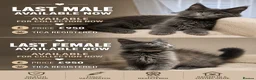 Maine Coon cats for sale: Available now! Last Two TICA Registered Maine Coon - Advert 1