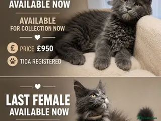 Maine Coon cats Available now! Last Two TICA Registered Maine Coon - Advert 3