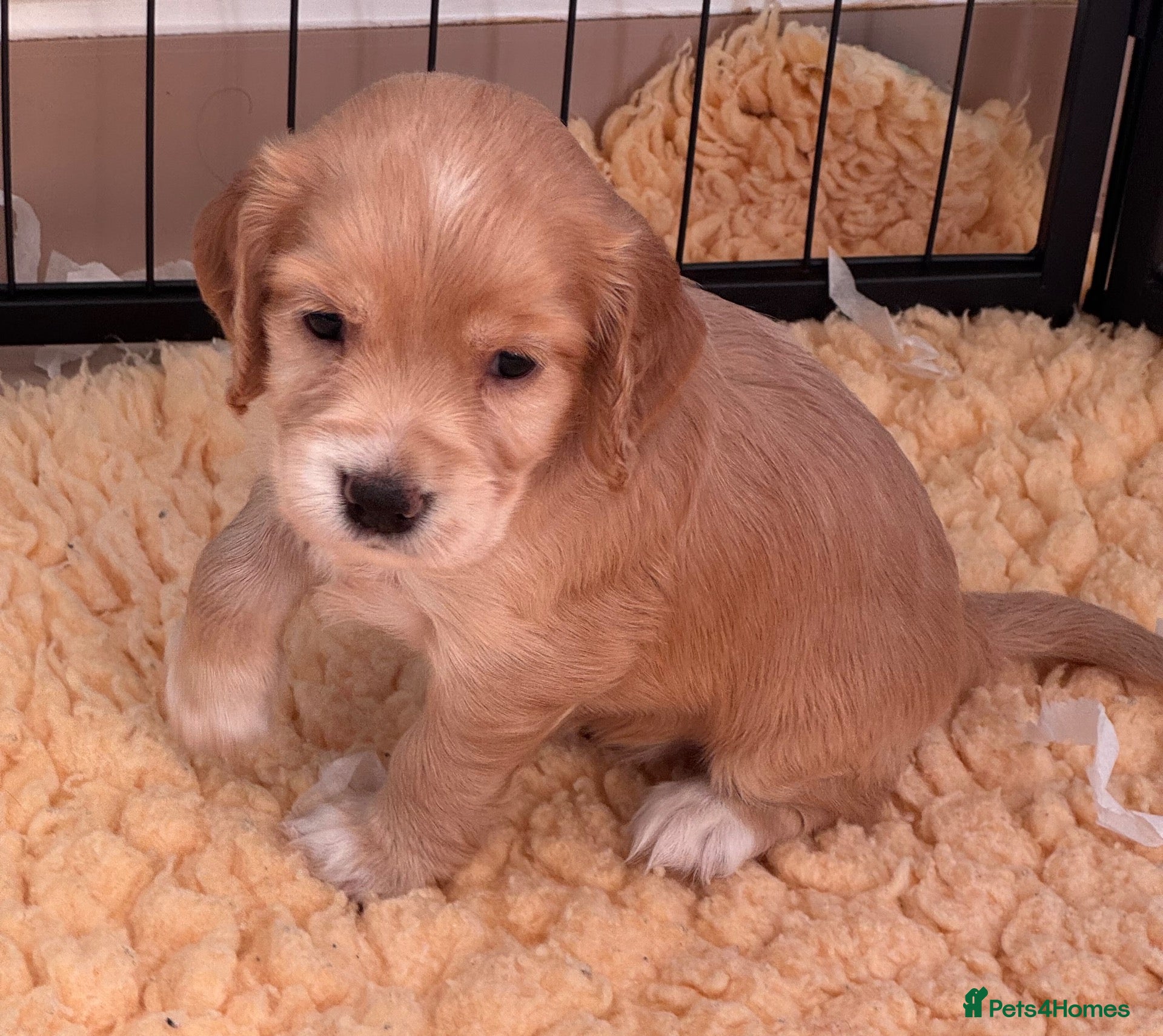 Cocker Spaniel dogs KC Reg full health tested quality Cocker Spaniels - Advert 1