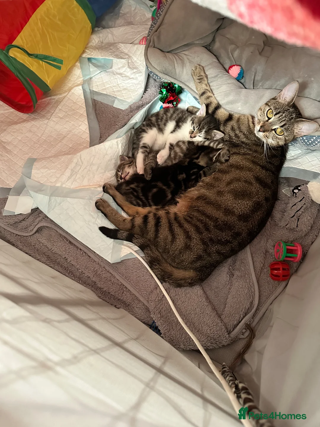 Mixed Breed cats for sale: Absolutely gorgeous female kitten for sale - Advert 13