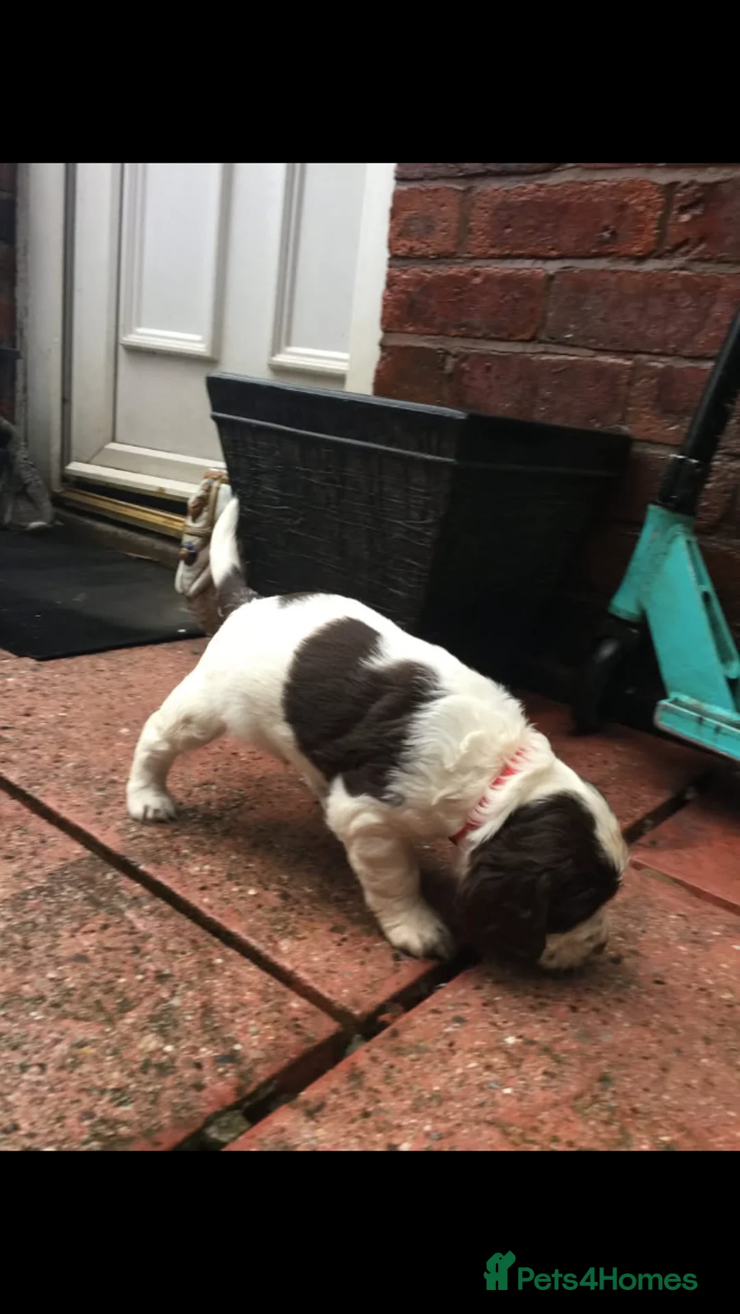 Cocker Spaniel dogs for sale: cocker spaniel puppies  in Chesterfield - Advert 23