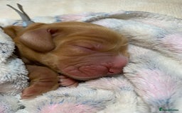 Cocker Spaniel dogs for sale: KC Show Carefully bred for Health and Temperament  - Image 18