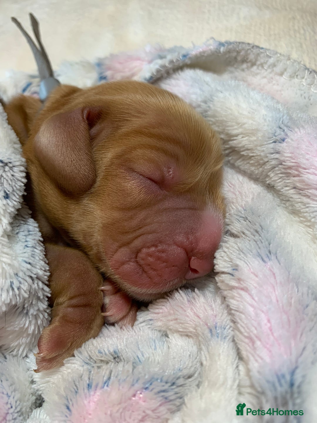 Cocker Spaniel dogs for sale: KC Show Carefully bred for Health and Temperament  - Image 18