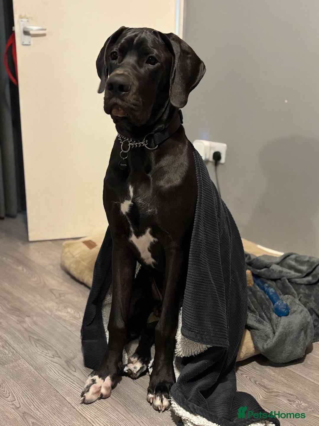 Great Dane dogs for sale: 8 Month Old Great Dane - Advert 3
