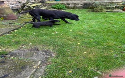 Labrador Retriever dogs for sale: Labrador pups  - Image 2
