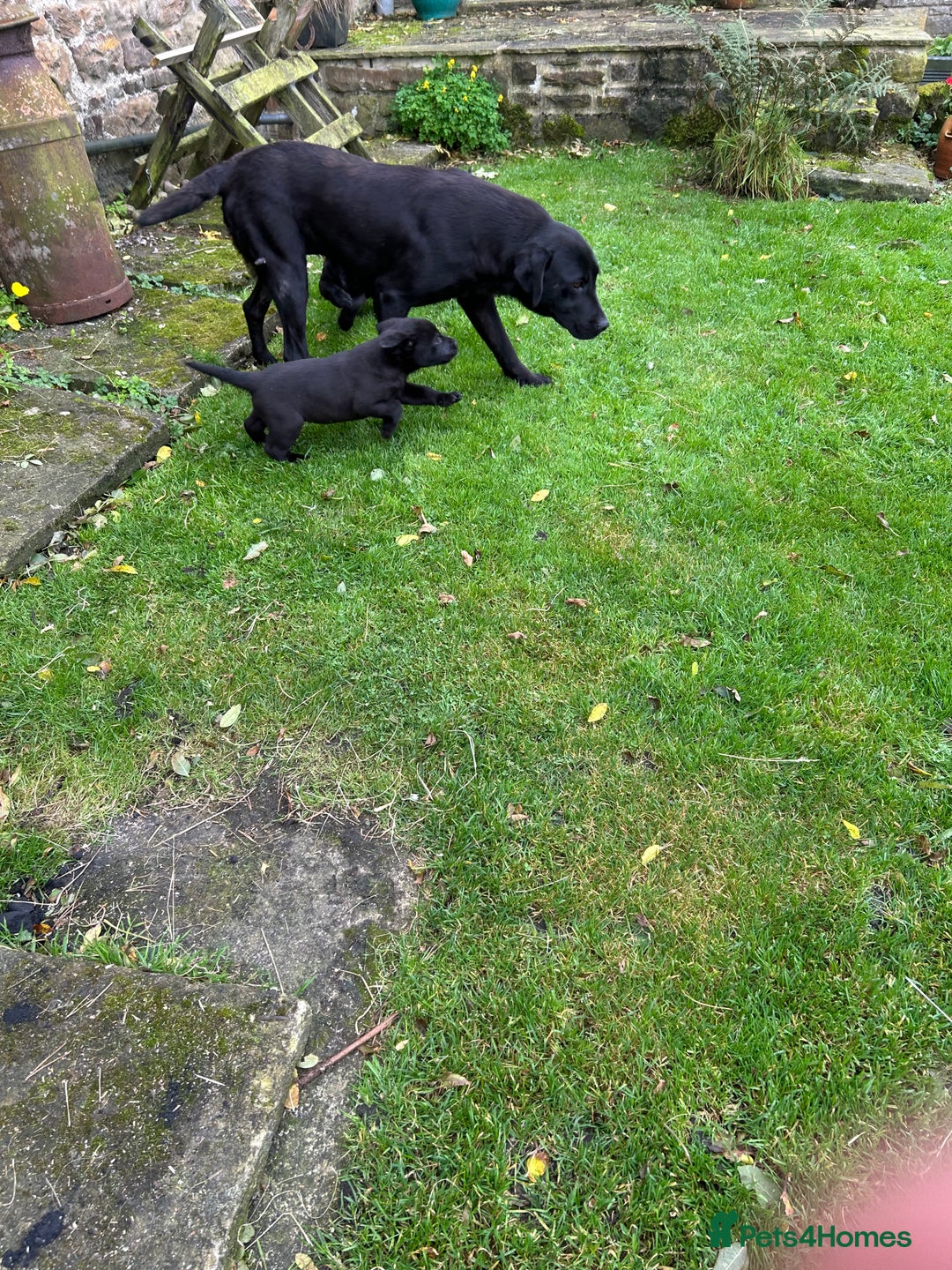 Labrador Retriever dogs for sale: Labrador pups  - Image 2