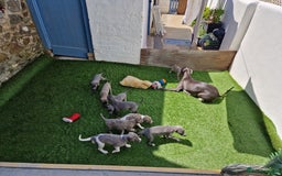 Whippet dogs for sale: Adorable whippet puppies  - Image 2