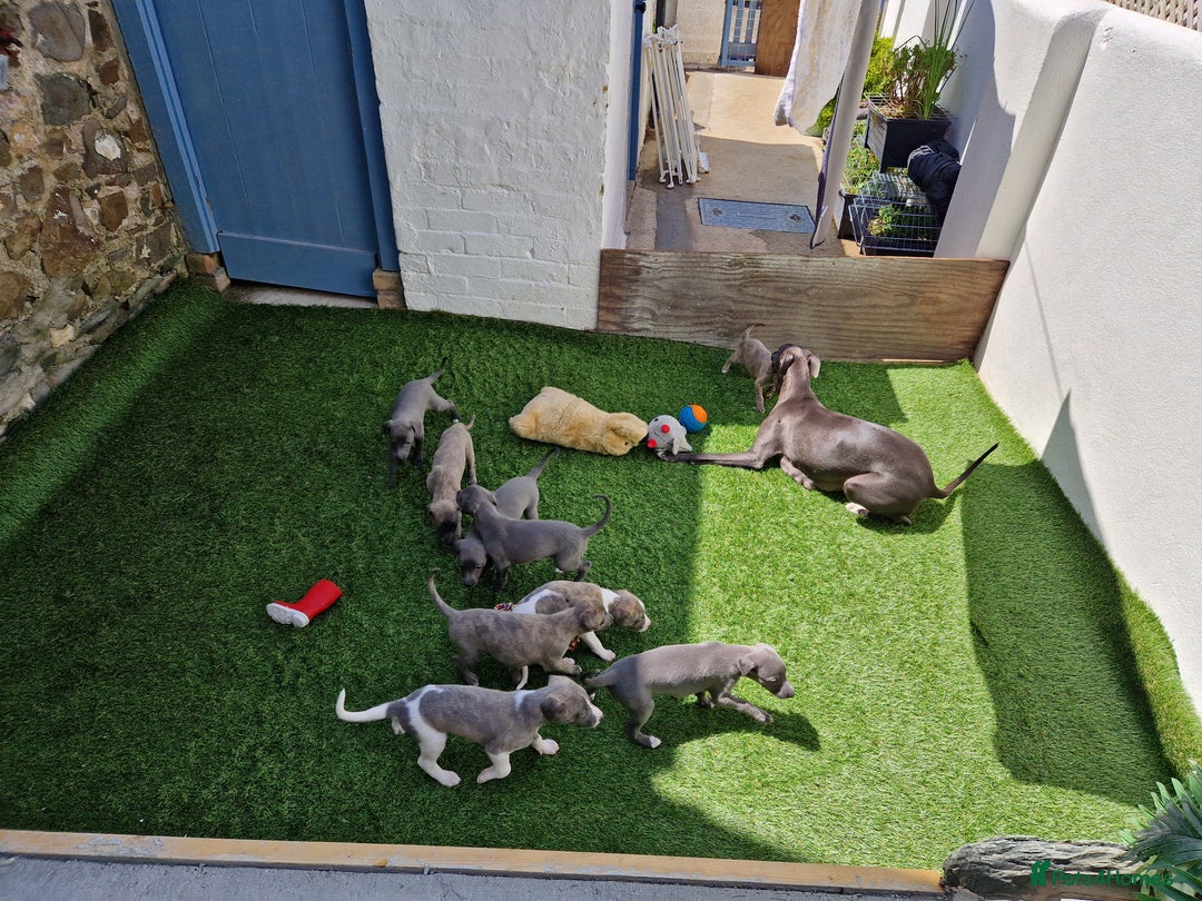 Whippet dogs for sale: Adorable whippet puppies  - Image 2