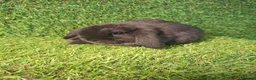 Mini Lop rabbits for sale: MINI LOPS - Advert 5