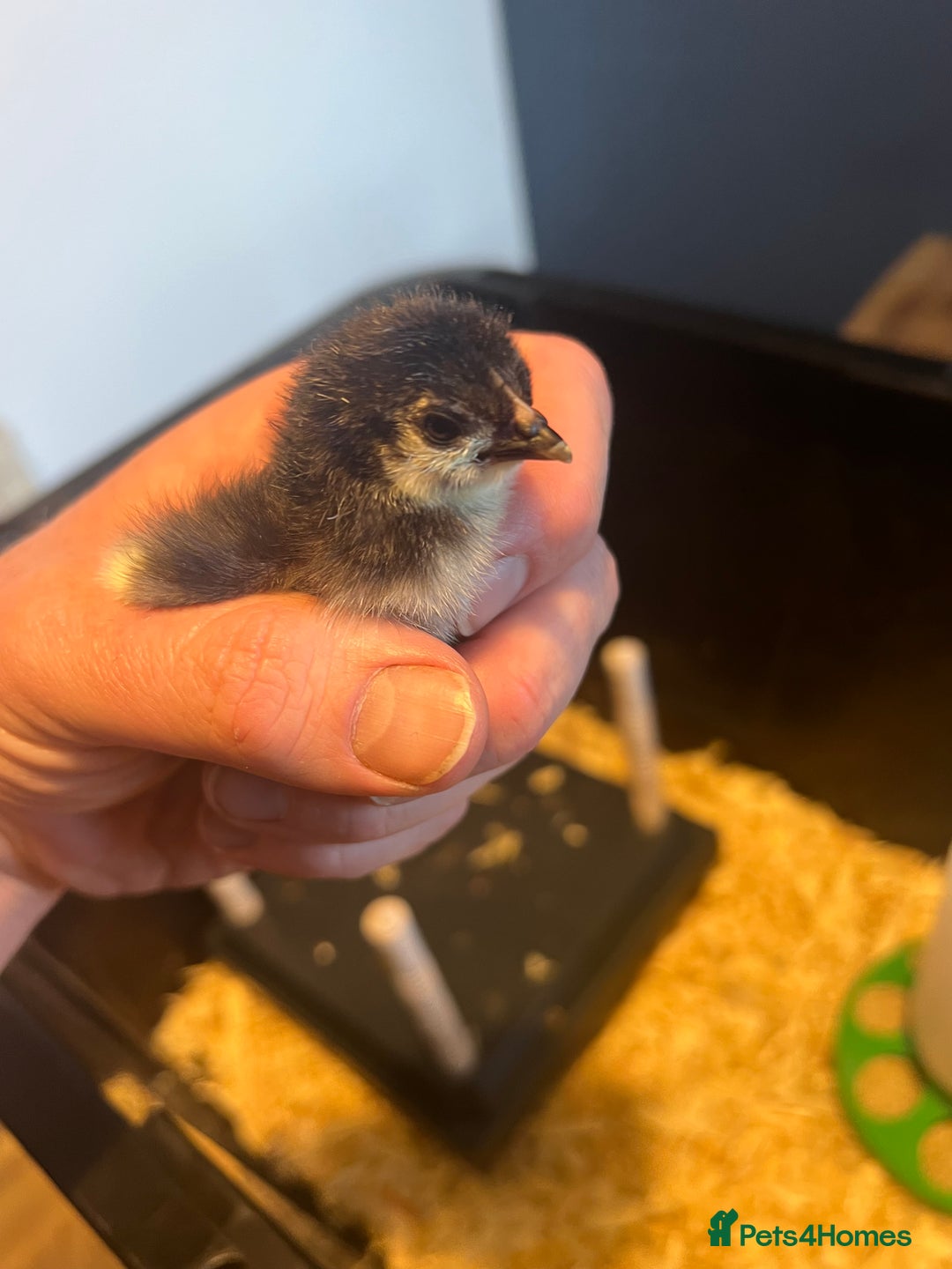 Chickens poultry for sale: HATCHING EGGS - Pekin Bantams  in Warrington - Image 6