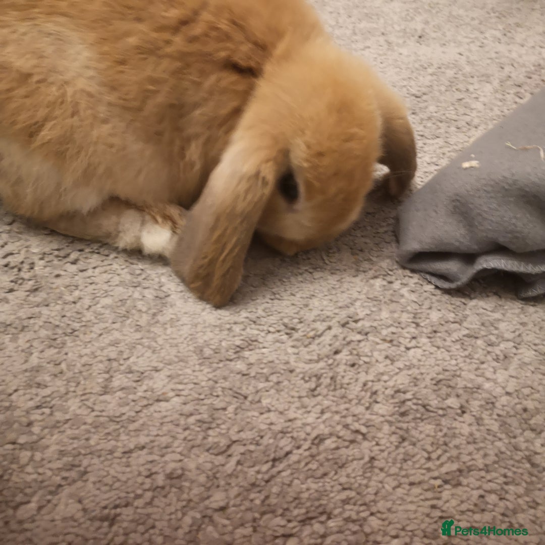 Mini Lop rabbits for sale: 2 mini lop males - Advert 5