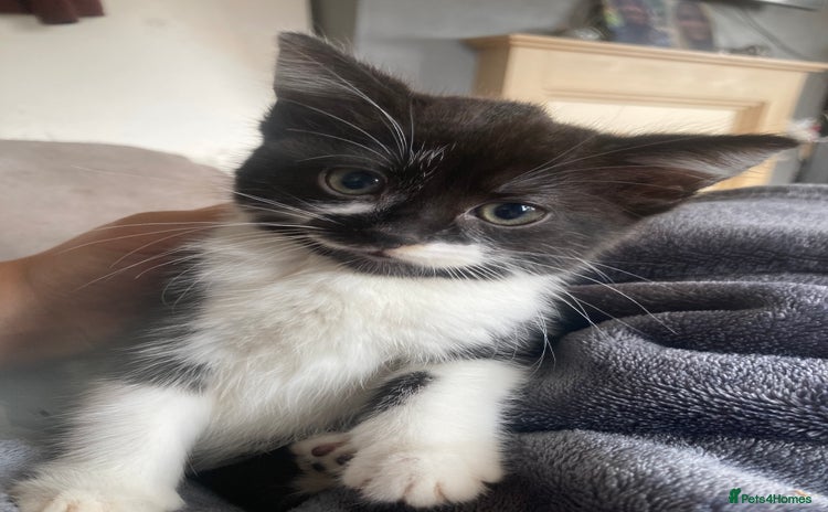 Mixed Breed cats - Advert 10