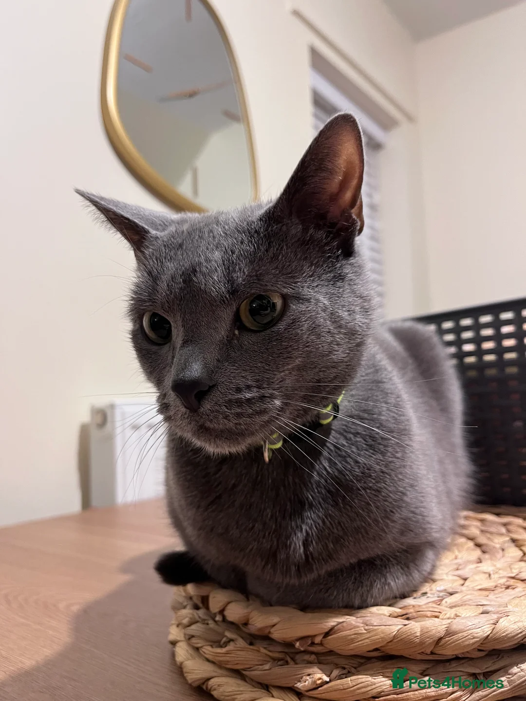 Domestic Shorthair cats for sale: Blue male cat - Advert 3