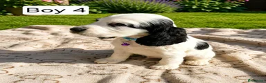 Cocker Spaniel 4