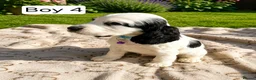 Cocker Spaniel dogs for sale: Beautiful Show Cocker Spaniel Puppies  - Advert 9