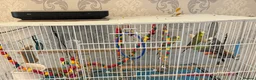 Budgerigars birds for sale: 3 Budgies for Rehoming  - Advert 2