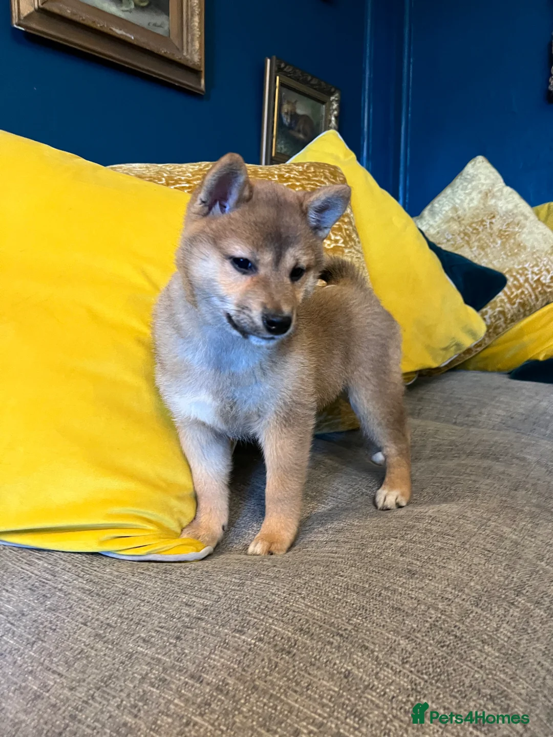 Japanese Shiba Inu dogs for sale: Pure bred Shiba Inu Puppies - Advert 1