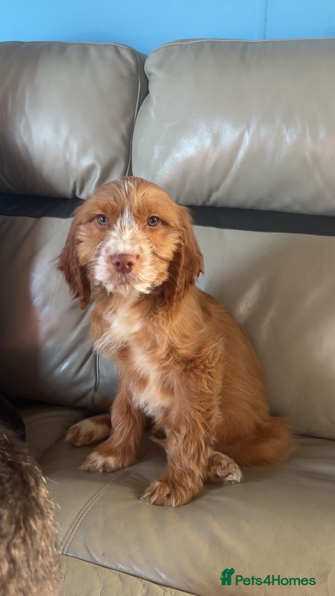 Cockapoo dogs Cockapoo puppys - Advert 18