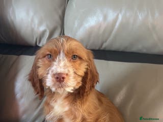 Cockapoo dogs Cockapoo puppys - Advert 18